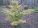 'Katsura'
